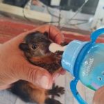 El video captura el instante preciso en que el camión se desplaza rápidamente hacia el río.