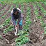 El nacimiento en Guatemala disminuyó en el primer trimestre de 2025.