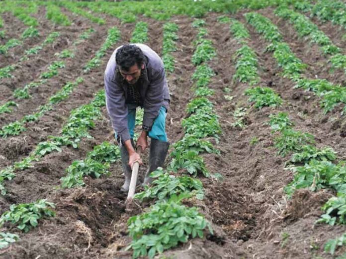 Colombia-Agricultura-1