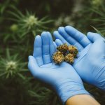 Las drogas enviadas a Australia en surfistas cuestan $ 300 mil por kilogramo

 – El nacional cr