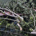 Costa Rica envía el segundo grupo de bomberos forestales a Canadá en 2025 para combatir incendios

 – El nacional cr