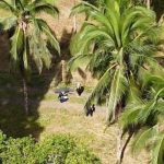 Costa Rica detiene a cuatro sospechosos por asesinar al oponente nicaragüense Roberto Samcam

 – El nacional cr