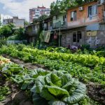 ¿Gustavo Herrera se va de Saprissa?: Eric Lonis reacciona
 – El nacional cr