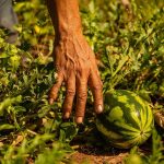 una innovación que fortalece la agricultura nacional

 – El nacional cr