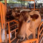 SUTEL confirma fecha límite para recibir ofertas de transmisión: 21 de noviembre

 – El nacional cr