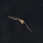 Un hombre es herido de bala en la cabeza a plena luz del día

 – El nacional cr