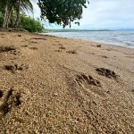 Incautaron más de 1.400 paquetes de droga en un operativo conjunto

 – El nacional cr