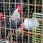 Sinner cierra un fantástico año tenístico

 – El nacional cr