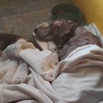 Secretario del PLN exige renuncia del Ministro de Seguridad

 – El nacional cr