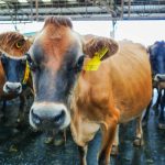 Intentan poner droga en merienda de churritos de queso en prisión

 – El nacional cr