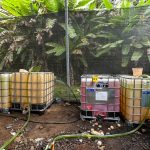 Endrik jugará en el Lyon

 – El nacional cr