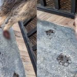 Costa Rica se llena de mucho temor ante el proyecto autoritario de Rodrigo Chaves

 – El nacional cr