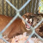 ¿Por qué no juega Fidel Escobar?

 – El nacional cr