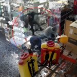 Fernan Phaeron abandona Cartago

 – El nacional cr