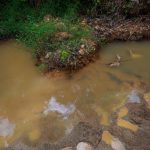 Carlos Mora sigue brillando en Rumanía

 – El nacional cr