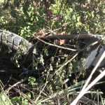 Eli Feinzaig acusa a Pilar Cisneros de mentir sobre la colección de la empresa

 – El nacional cr