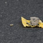 El kárate costarricense brilla en Managua con 36 medallas

 – El nacional cr