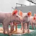 Detenido un menor de 15 años por presunto tráfico de drogas

 – El nacional cr